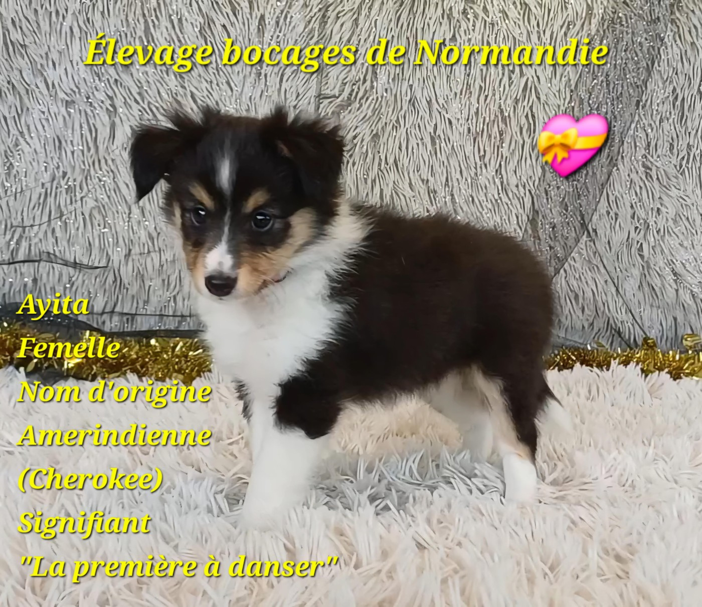 Des Bocages De Normandie - Chiots disponibles - Shetland Sheepdog