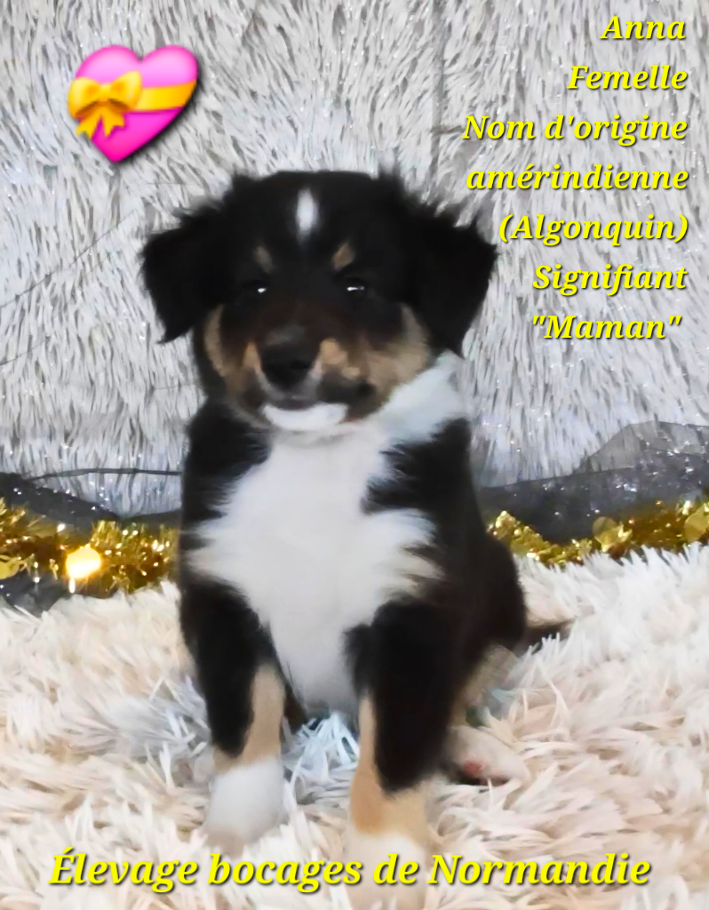 Des Bocages De Normandie - Chiots disponibles - Shetland Sheepdog