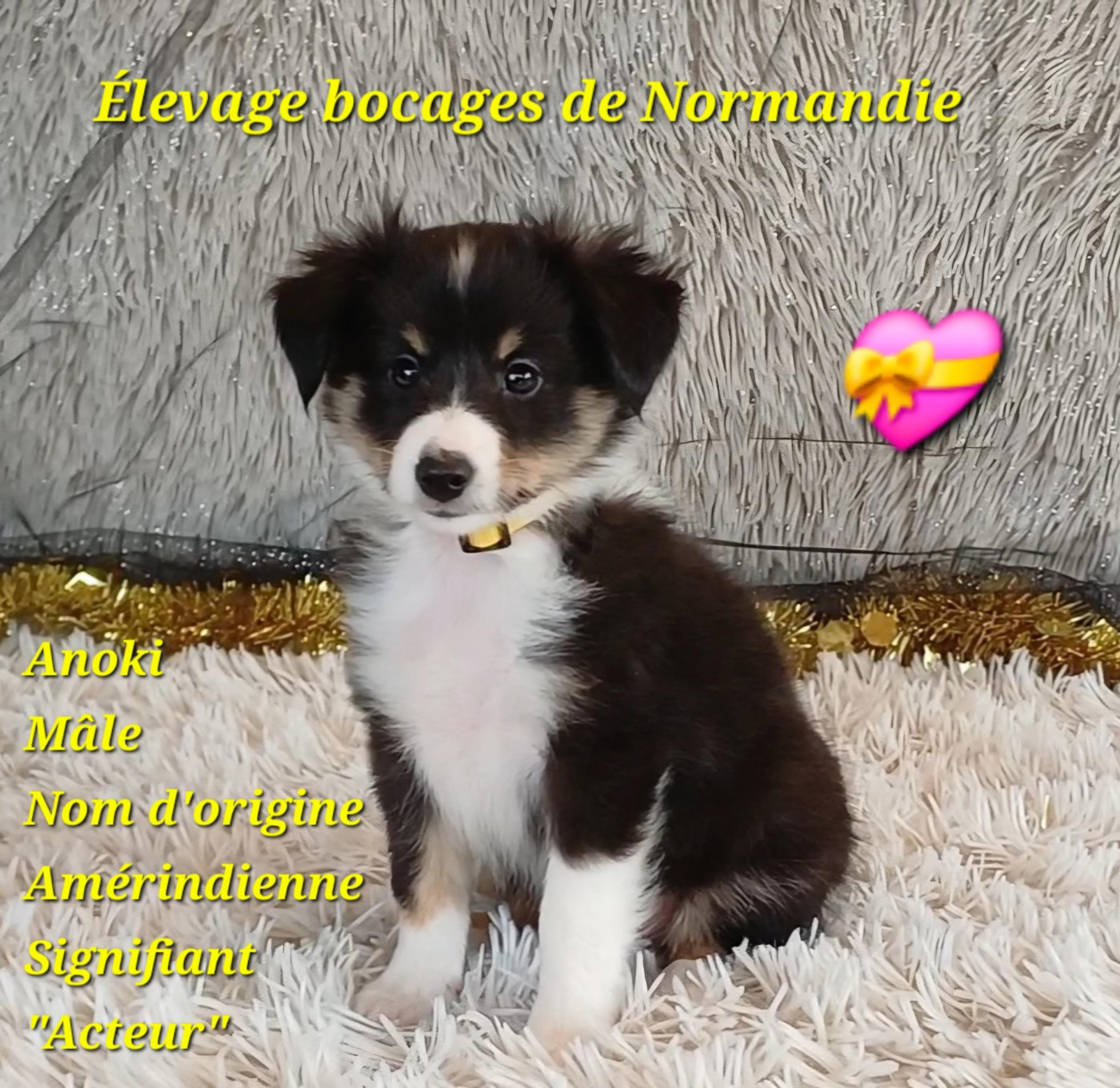Des Bocages De Normandie - Chiots disponibles - Shetland Sheepdog