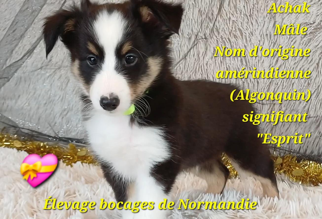 Des Bocages De Normandie - Chiots disponibles - Shetland Sheepdog