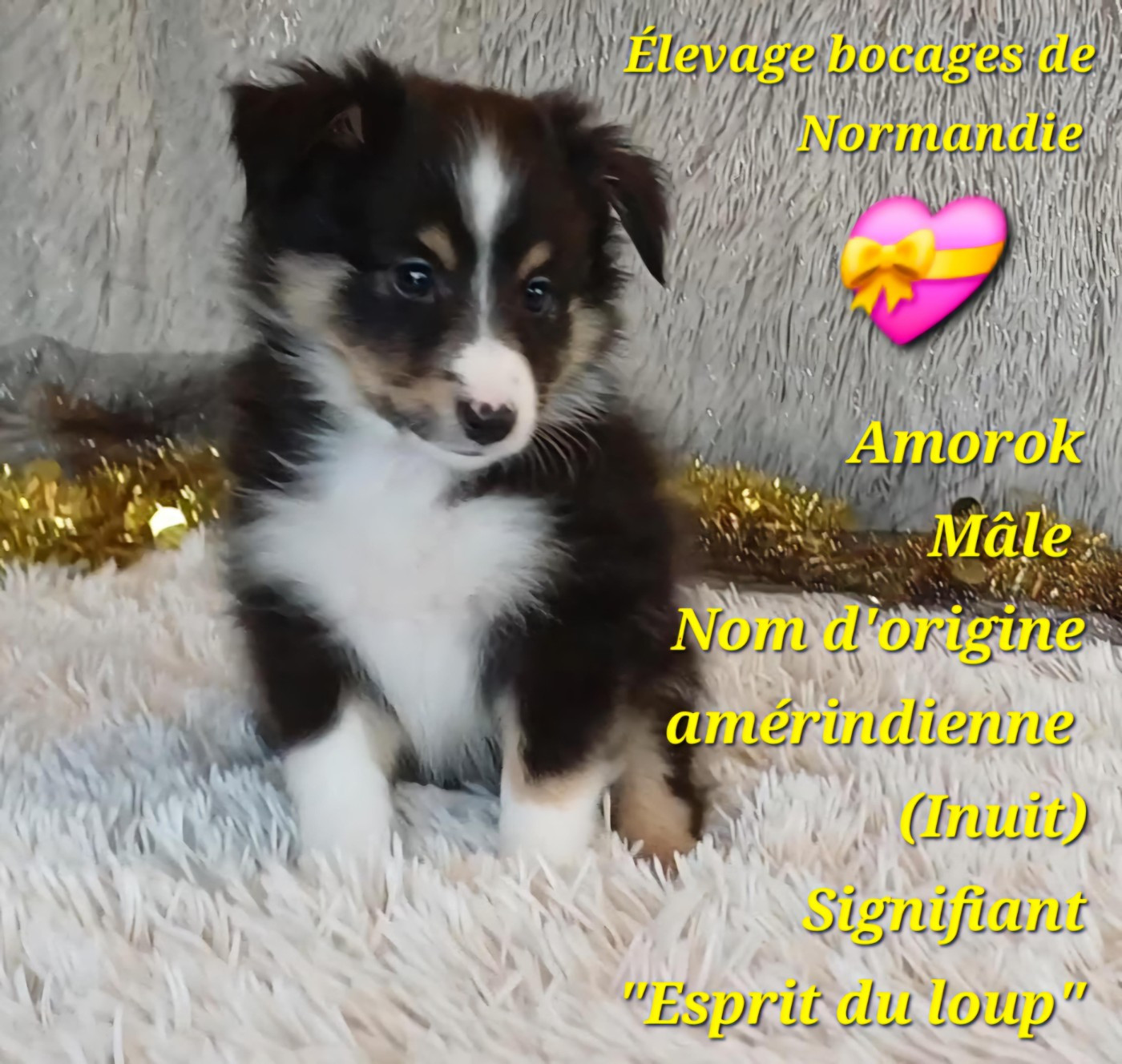 Des Bocages De Normandie - Chiots disponibles - Shetland Sheepdog