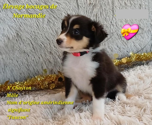 Des Bocages De Normandie - Chiots disponibles - Shetland Sheepdog