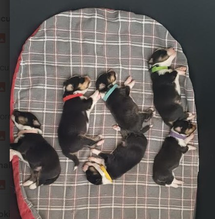 Des Bocages De Normandie - Shetland Sheepdog - Portée née le 13/08/2025