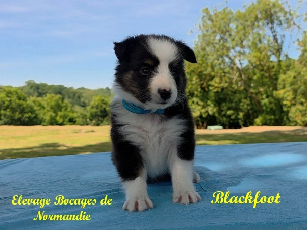 Des Bocages De Normandie - Chiots disponibles - Shetland Sheepdog
