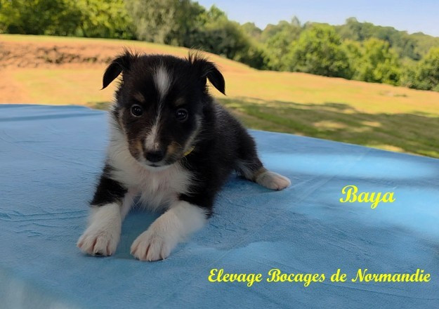 Des Bocages De Normandie - Chiots disponibles - Shetland Sheepdog