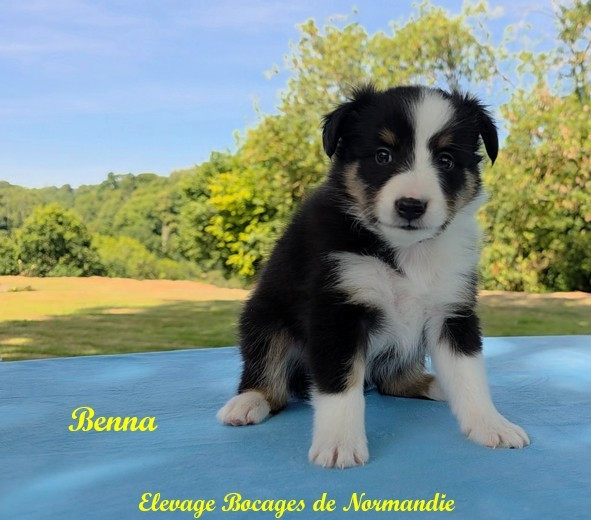 Des Bocages De Normandie - Chiots disponibles - Shetland Sheepdog