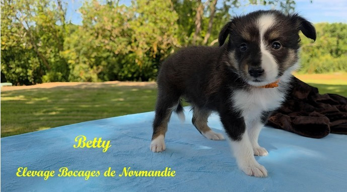 Des Bocages De Normandie - Chiots disponibles - Shetland Sheepdog