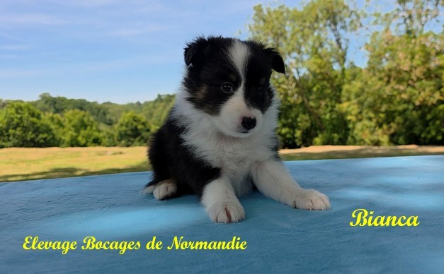Des Bocages De Normandie - Chiots disponibles - Shetland Sheepdog