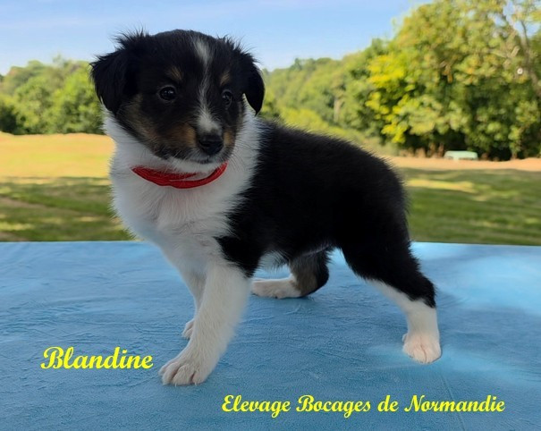 Des Bocages De Normandie - Chiots disponibles - Shetland Sheepdog