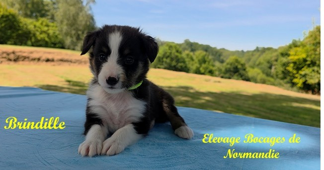 Des Bocages De Normandie - Chiots disponibles - Shetland Sheepdog