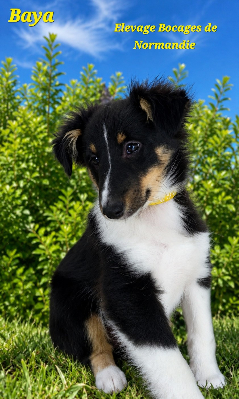 Des Bocages De Normandie - Chiots disponibles - Shetland Sheepdog