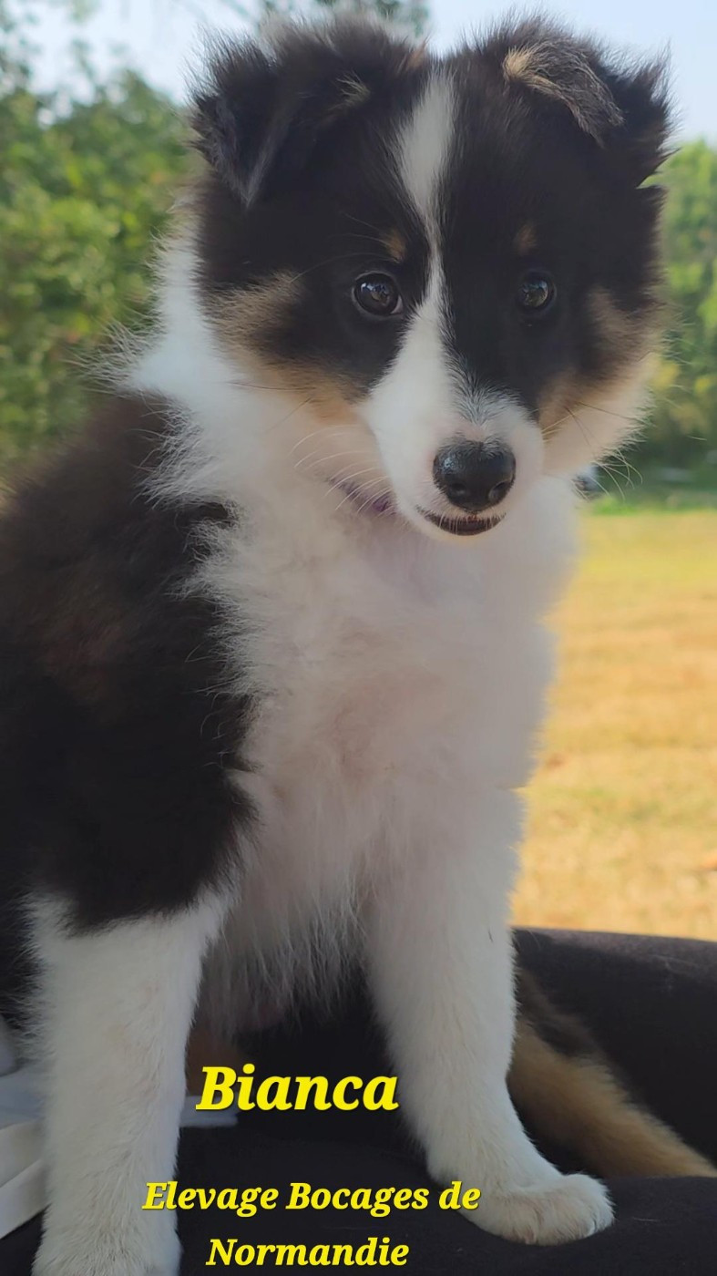 Des Bocages De Normandie - Chiots disponibles - Shetland Sheepdog