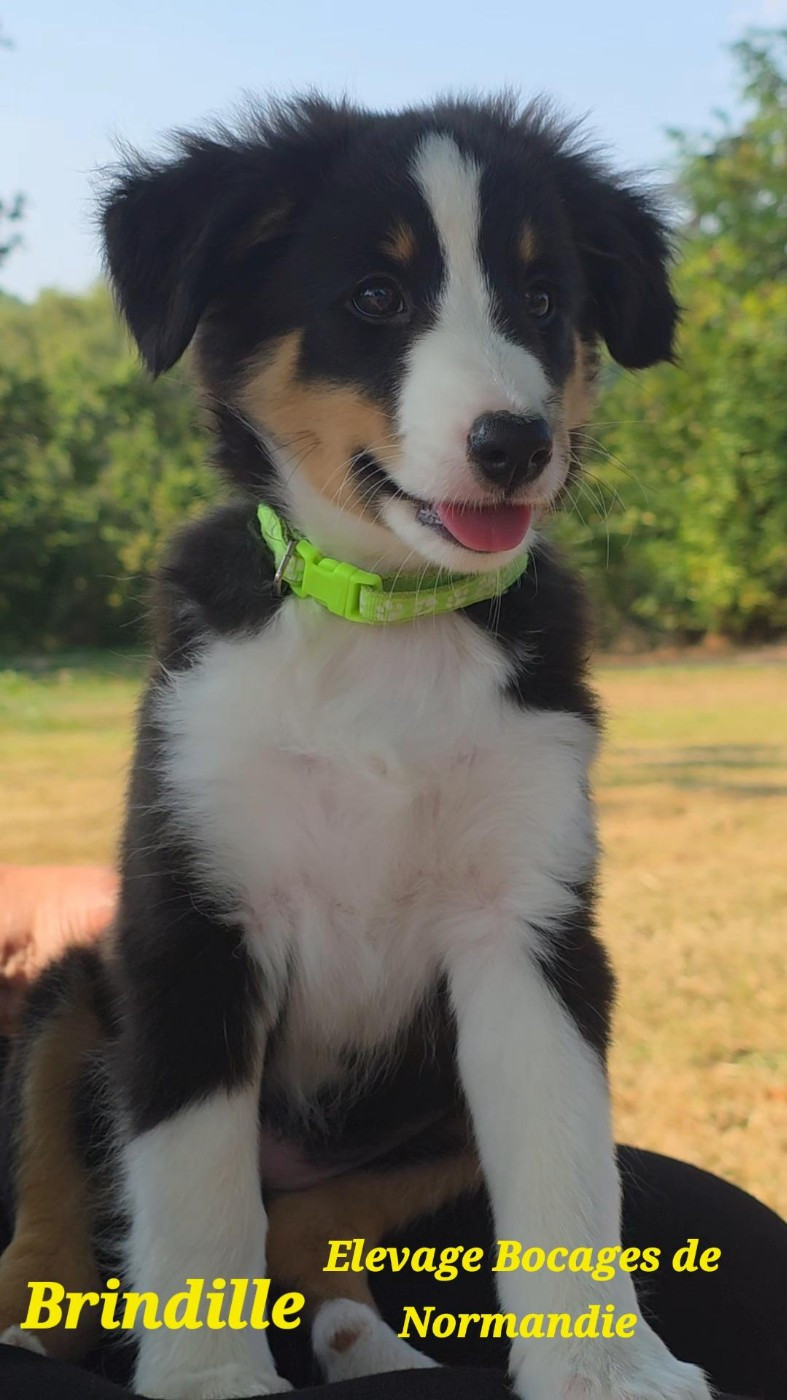 Des Bocages De Normandie - Chiots disponibles - Shetland Sheepdog
